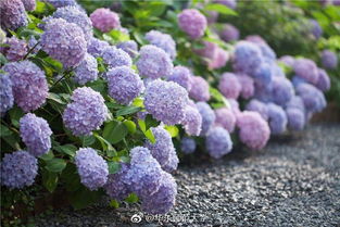 无尽夏花语：永恒的夏日