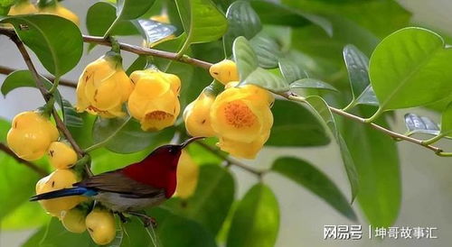 揭秘山茶花油的食用秘籍：简单易行的健康秘诀