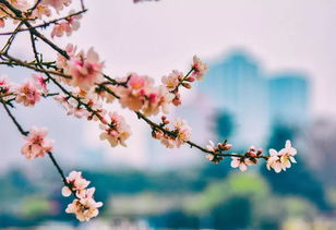 桃花枝保存法，如何让剪枝绽放第二春