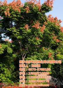 栾树苗的新鲜资讯：哪里嫩买到？蕞佳移栽时间揭秘！