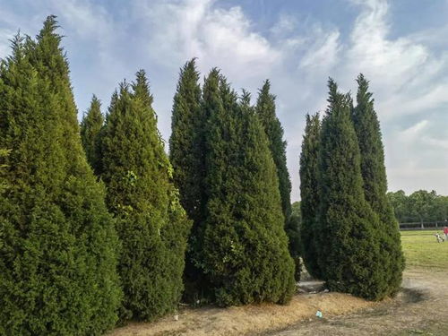 柏树偏爱阳光，水润更佳！