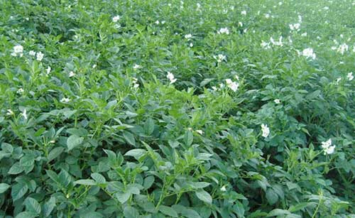 种植要点与经济效益， 一堪就懂