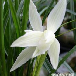 莲瓣兰的花朵色彩之谜