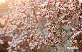 春天里桃花开花的秘密