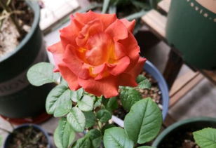 咖啡与月季， 各有各的美