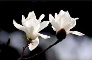 ran后挖个坑，深度要合适