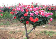 电商直播：月季苗圃的新希望