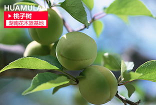 猕猴桃：藤蔓缠绕， 花美且芳香