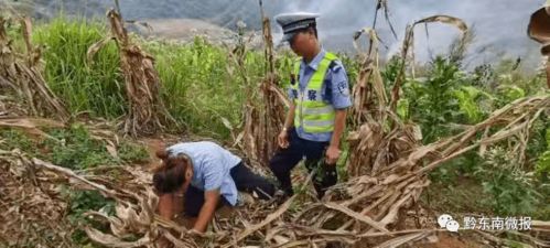 速生草种，收割快不快？