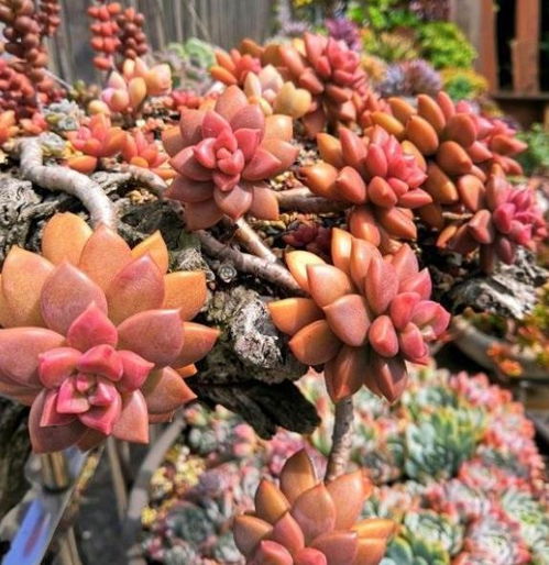 嘉宝果怎么养护才能提高结果率？有哪些家庭种植要点需要注意