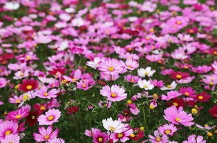 波斯菊：耐热耐旱的小清新