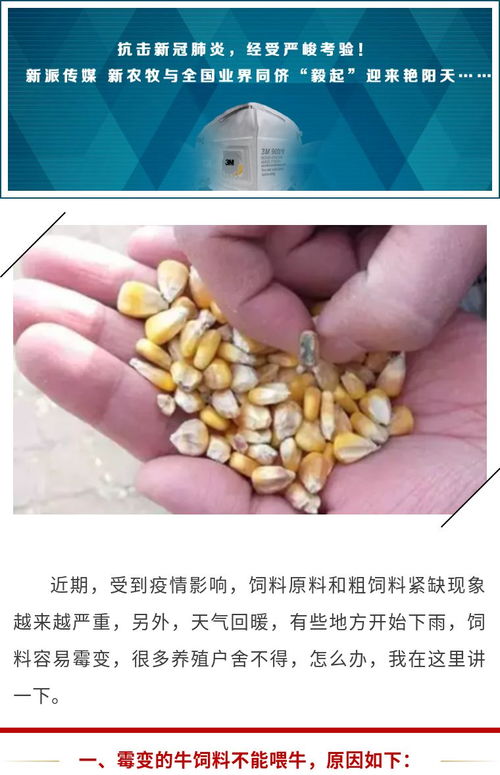 饲料发霉是饲料厂还是养殖户的责任？如何控制初水分每月节省2000元？