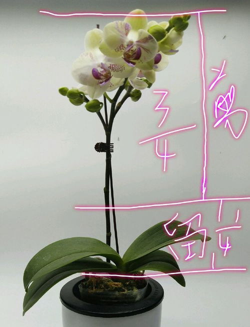 百合花谢后这样处理，枯黄茎一剪，再开花不是梦！