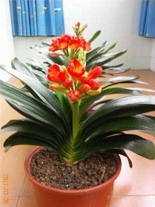 种子采收：把握采收时机