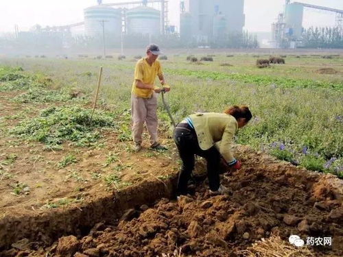 土壤改良：提升土壤品质