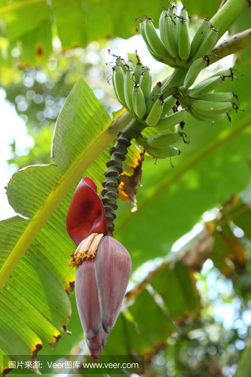 主食与烹饪用的大蕉