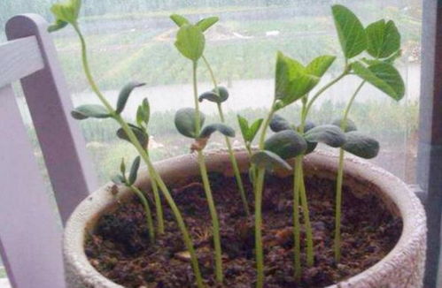 不小心剪秃了怎么办？