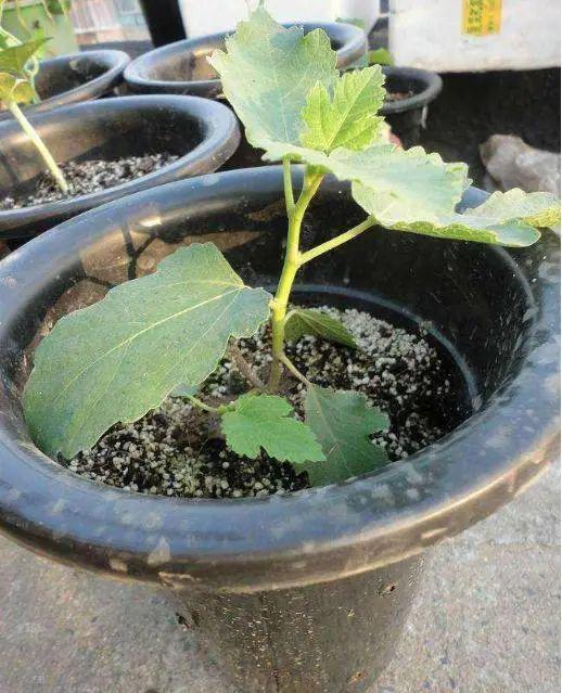 无花果最佳换盆时间是什么季节最适宜
