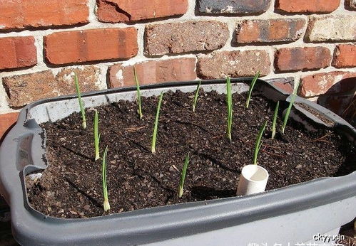 油桐种子的土壤条件与催芽技巧