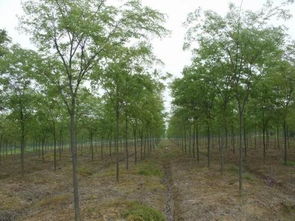 杨树种植的讨论