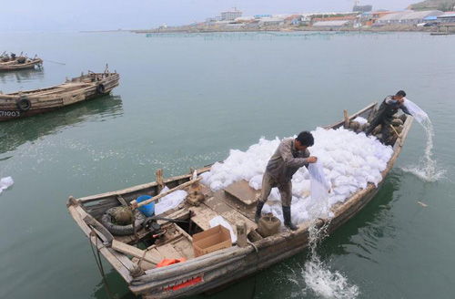 黄海北部中国对虾增殖效果显著，探讨其基础与背景