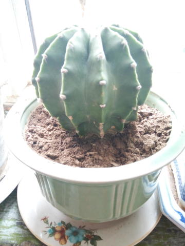 养草小白的福音：简单易活的神仙草大揭秘