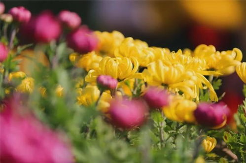 菊花：秋天的使者