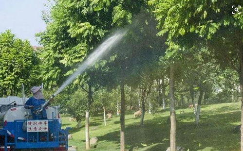 三、 浇水——苗木的生命之源