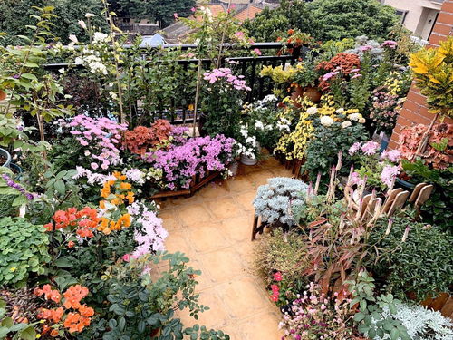 后阳台适合种哪些花草？这些植物让阳台变花园