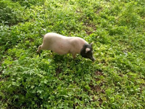 香猪放养时如何根据饲料选择和饲养管理策略，优化其生长性能和肉质口感？