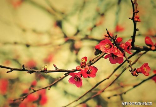 梅花身高之谜，揭秘时刻