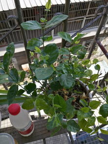 郁金香谢了剪枝后还能再开花吗
