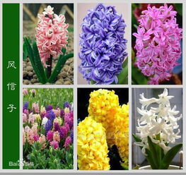 风信子，象征爱与幸福