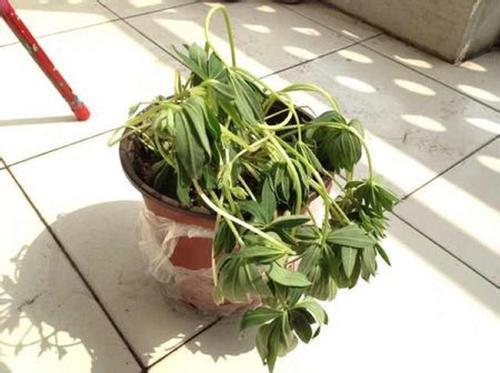 种花施肥， 如何避免烧根