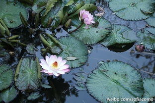 河边的秘密花园