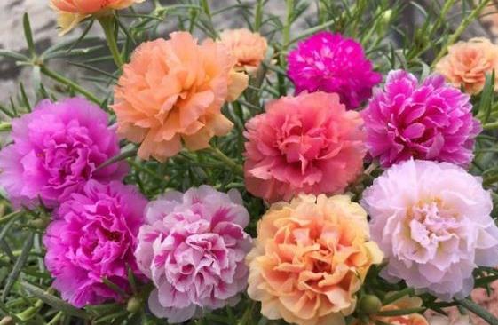 花期长， 花开不败