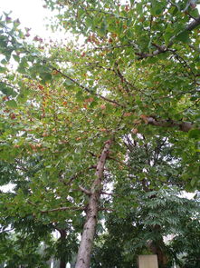 秋高气爽， 油麻藤种子泡水正当时