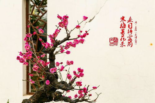 梅花之美：色彩斑斓