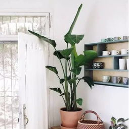 散尾葵嫩吸PM2.5， 但要注意保养哦