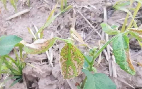 使用除草剂要注意的事情