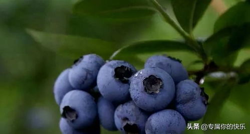 孕妇可以吃蓝莓吗？营养丰富