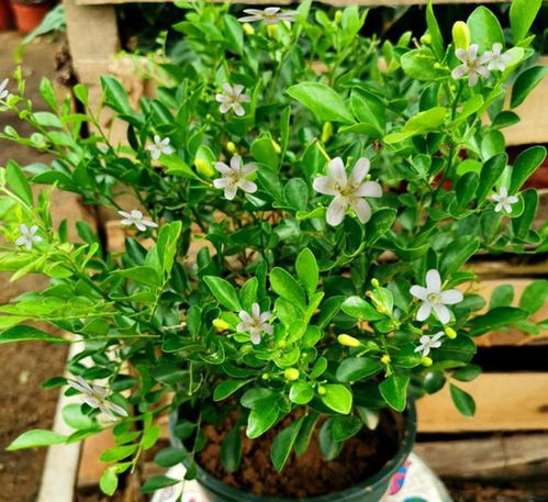 桂花：香气浓郁， 寓意吉祥