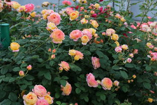 月季嫁接的Zui佳时期