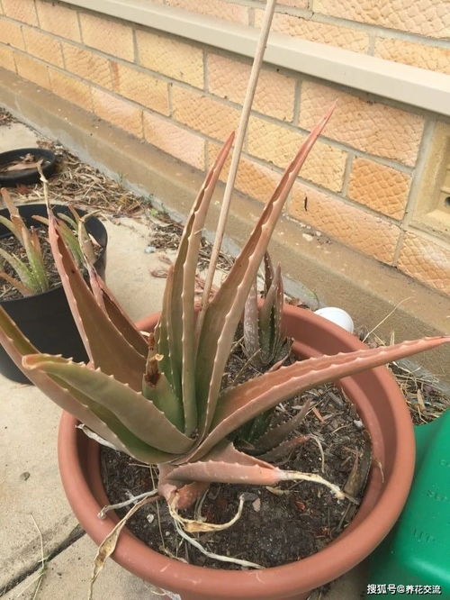 芦荟叶子变红是什么原因导致的？如何解决芦荟养护问题