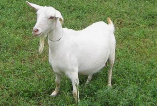 养羊配方农药成分揭秘