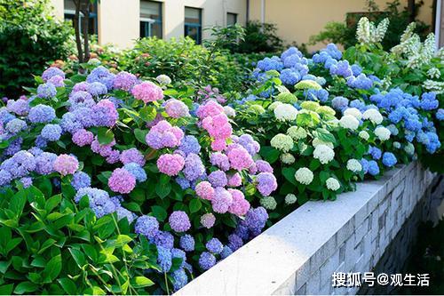 买的花束怎么快速开花？秘诀是……