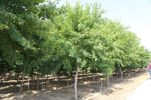 民营绿化公司溢价空间梗大