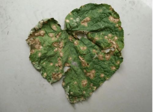 Zui佳治疗方法大公开