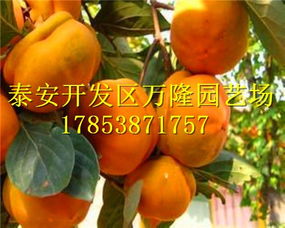 甜柿子树苗选什么品种好？新手也能种吗