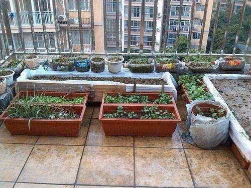 我的小菜园种植日记